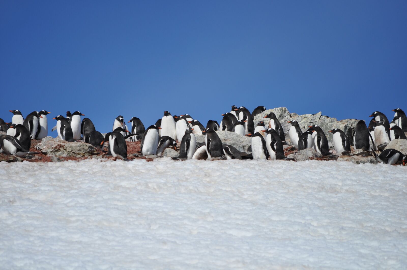 Nikon D5000 sample photo. Penguins, antarctica, blue sky photography