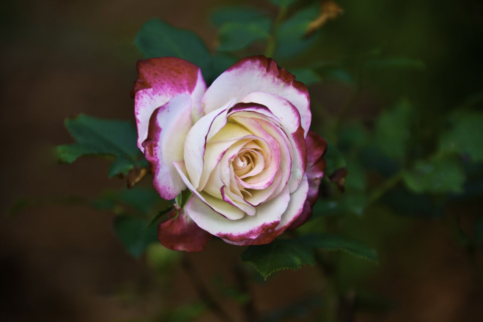 Canon EOS 5D Mark II sample photo. Rose, white, pink photography