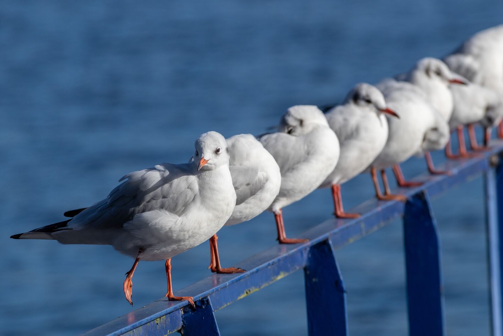 Canon EF 70-300 F4-5.6 IS II USM sample photo. Seagull, bird, wasserfogel photography