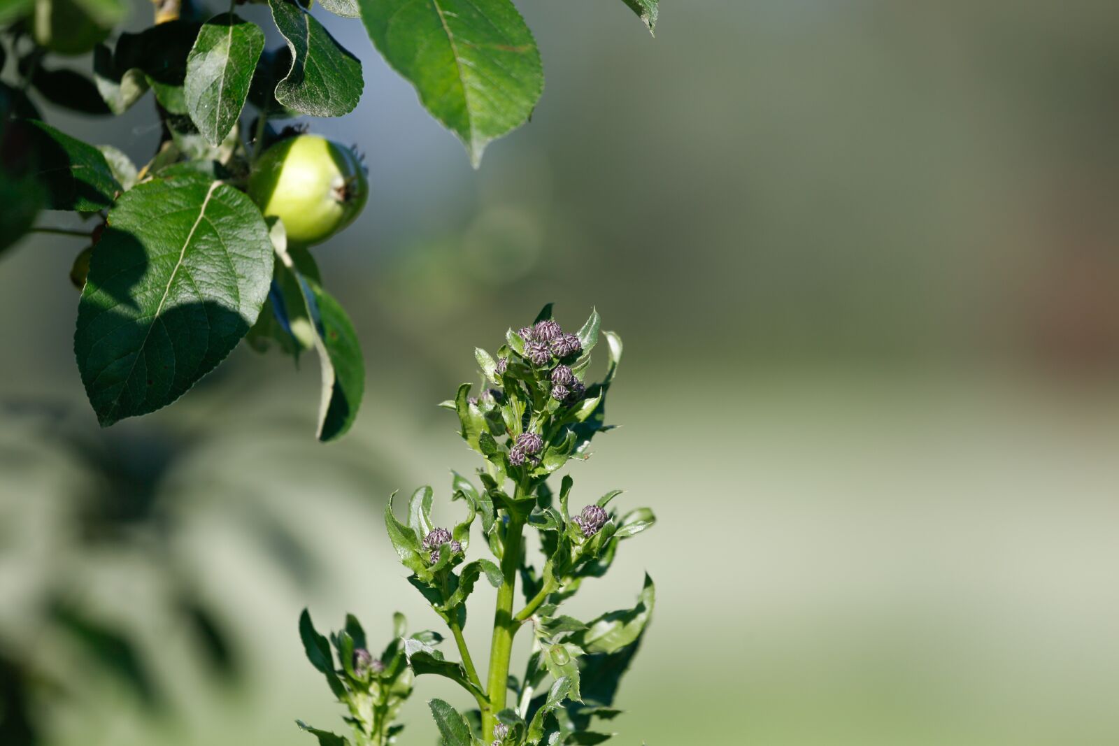 Canon EOS 5D Mark III + Canon EF 100-400mm F4.5-5.6L IS USM sample photo. Grass, halme, green photography