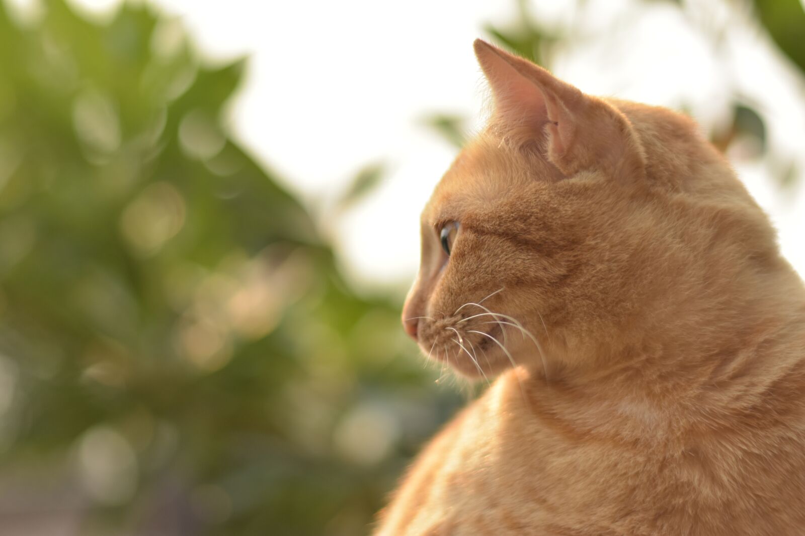 Nikon D3400 sample photo. Cat portrait, orange cat photography