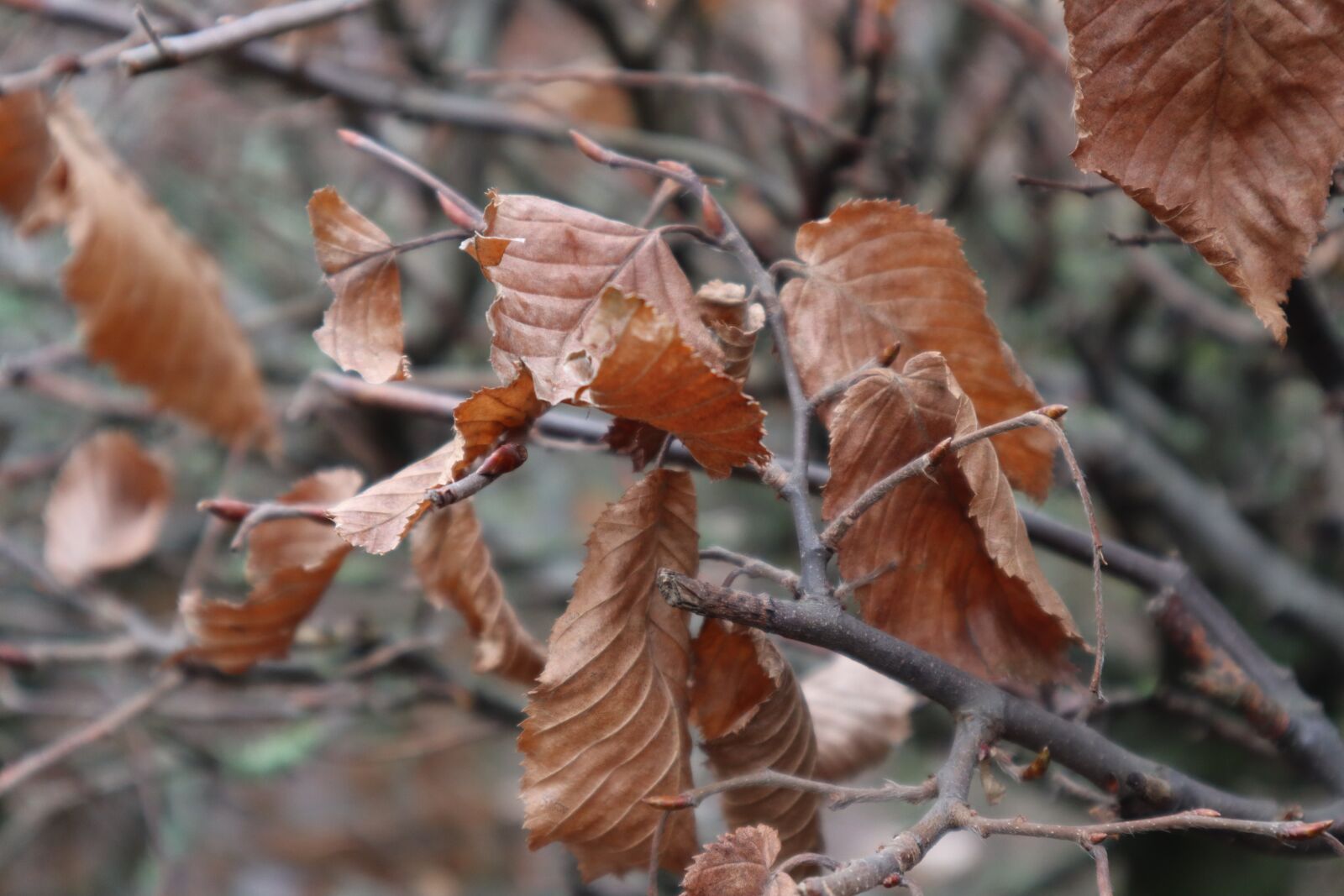 Canon EF-M 15-45mm F3.5-6.3 IS STM sample photo. Leaf, bush, autumn photography