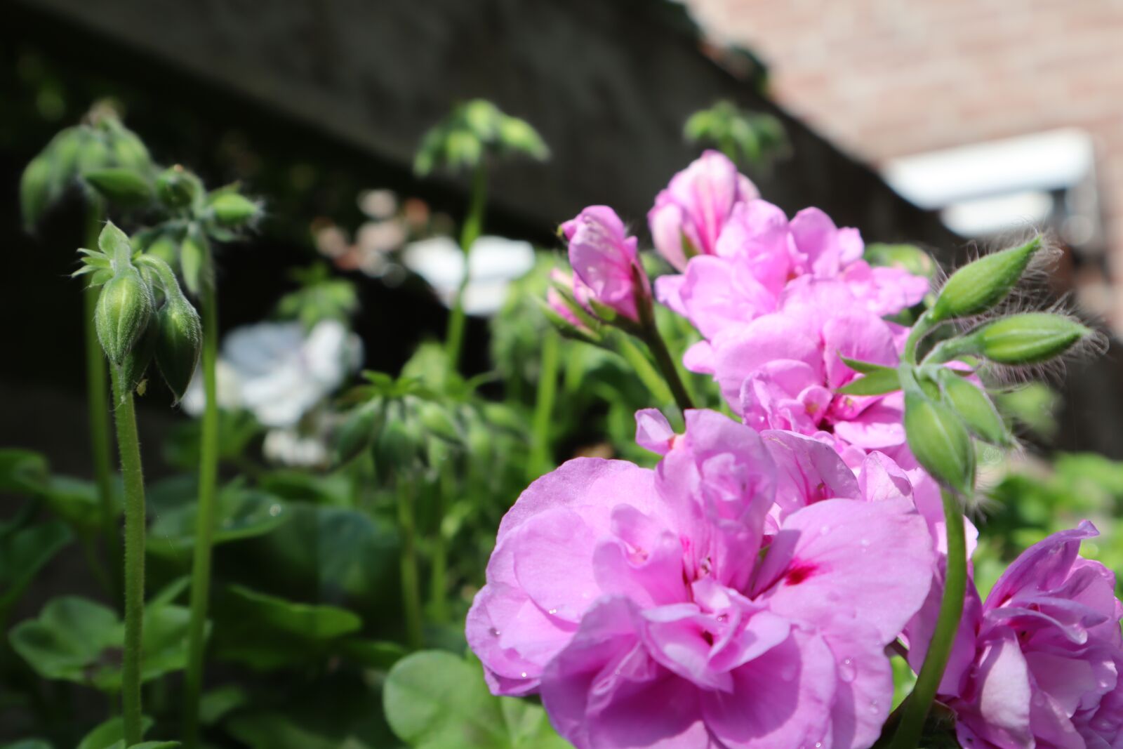 Canon EOS M50 (EOS Kiss M) sample photo. Flower, plant, flora photography