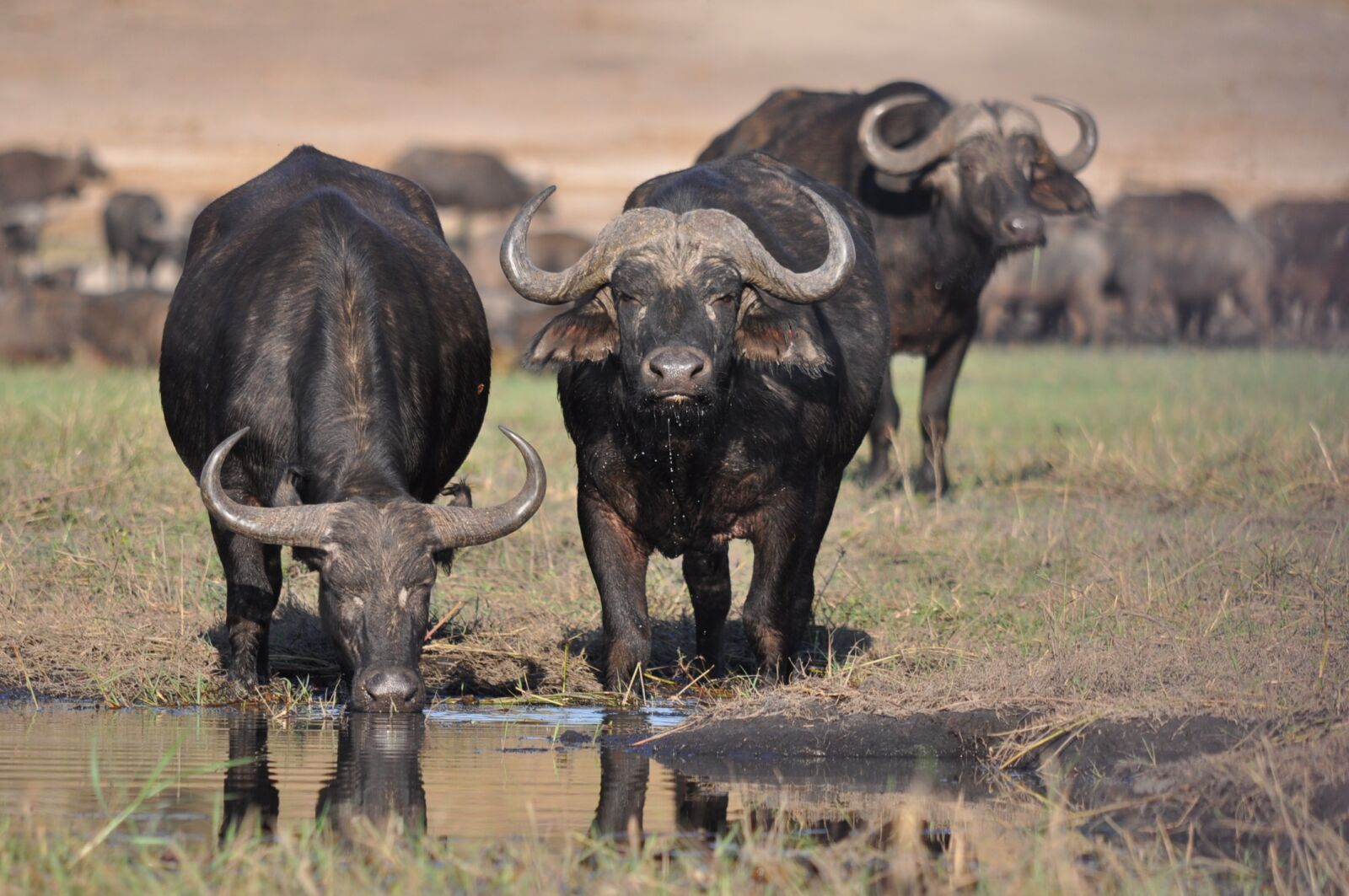 Nikon D90 sample photo. Mammal, animal, wildlife photography