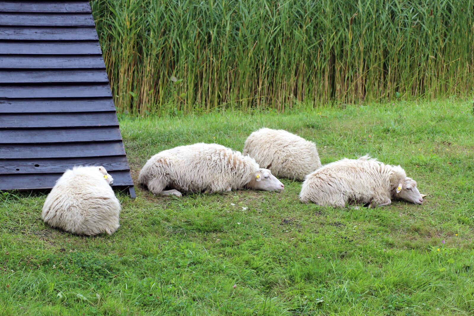 Canon EOS 600D (Rebel EOS T3i / EOS Kiss X5) sample photo. Sheep, meadow, pasture photography