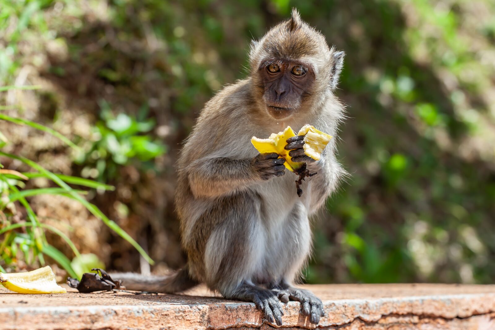 Canon EF 70-200mm F4L USM sample photo. Long tailed macaque, crab-eating photography