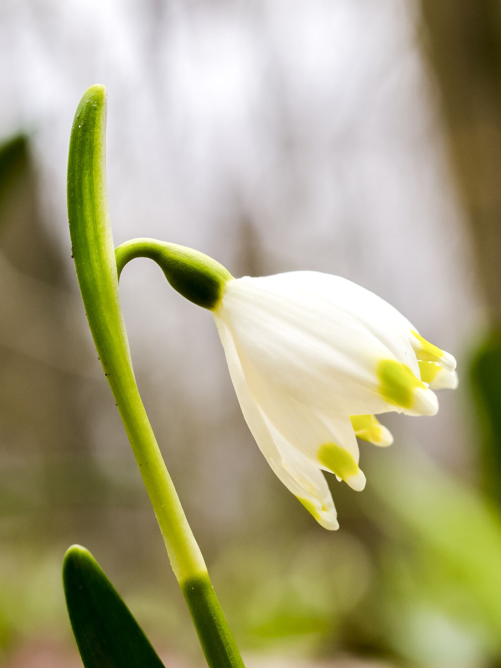 OLYMPUS 35mm Lens sample photo. Snowflake, flower, blossom photography