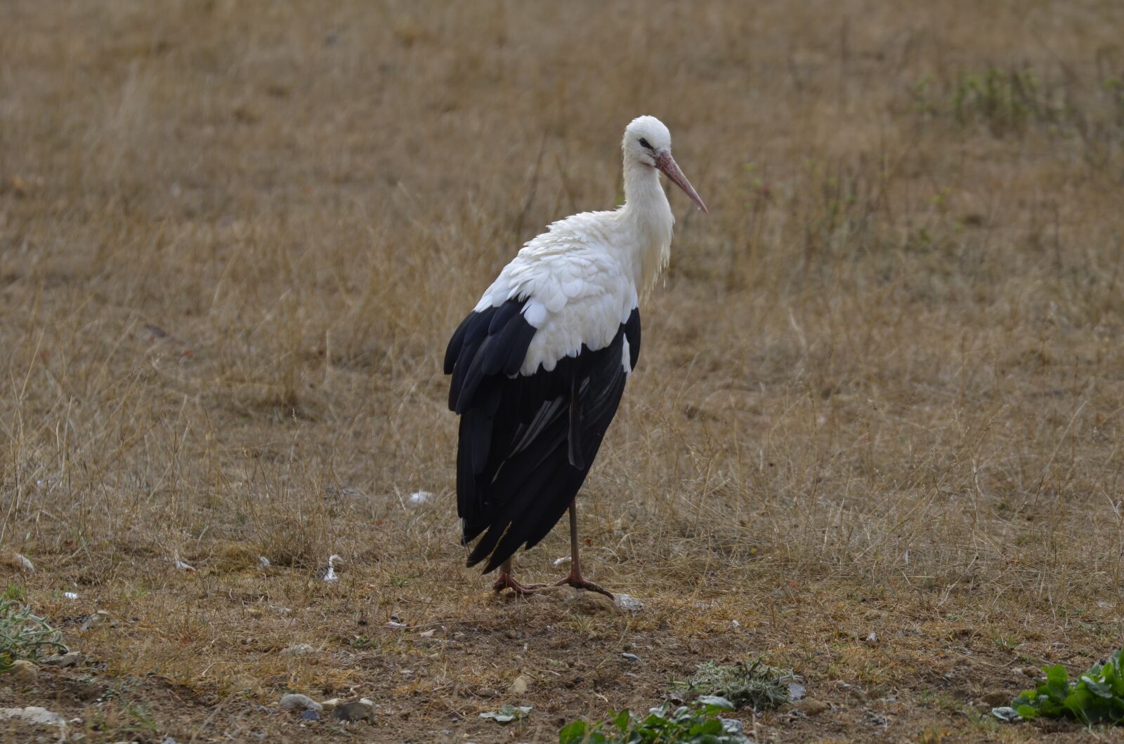 Nikon D5100 sample photo. Stork, feather, white stork photography