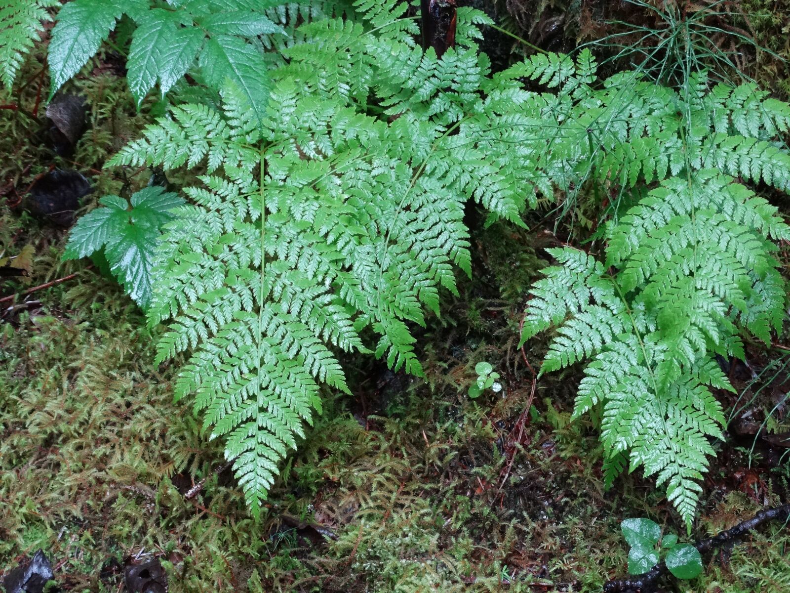 Sony Cyber-shot DSC-HX300 sample photo. Ferns, alaska, forest photography