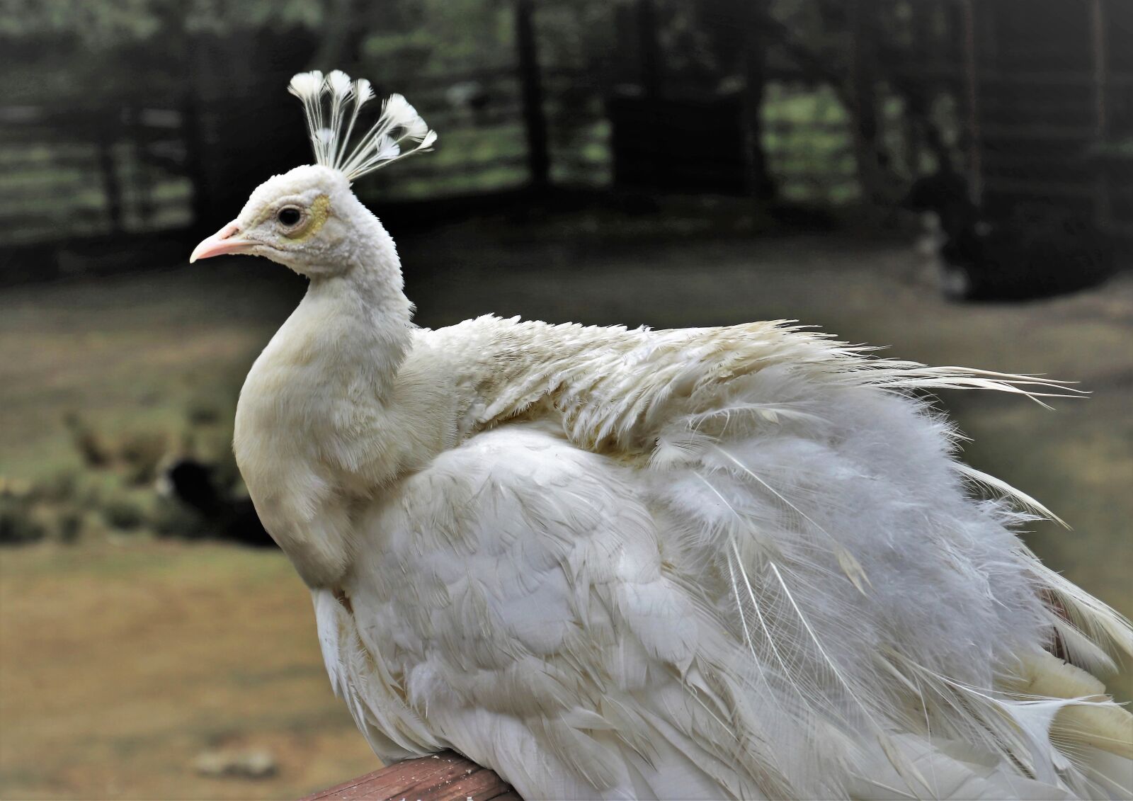Canon EOS 80D sample photo. Peacock, aristocratic, white photography