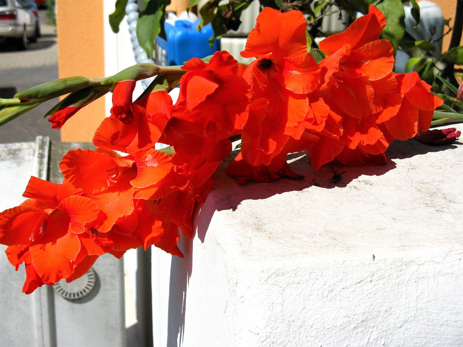 Canon POWERSHOT A720 IS sample photo. Gladiola, flowers, orange flowers photography