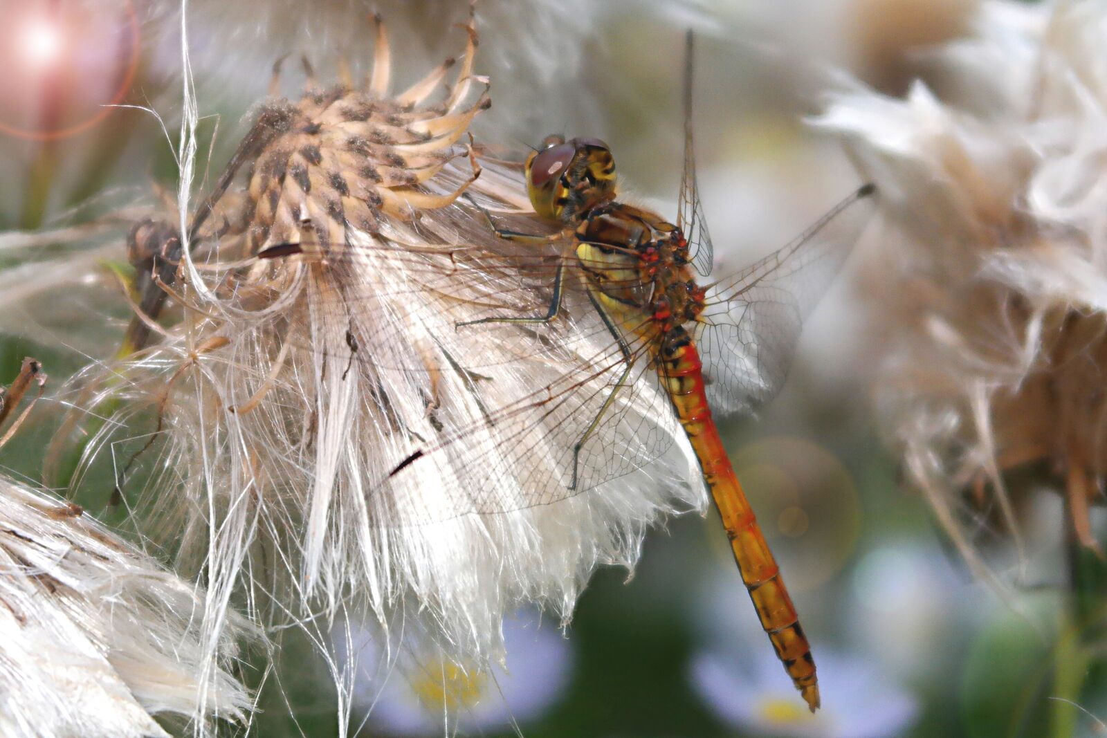 Samsung NX2000 sample photo. Nature, animals, at the photography