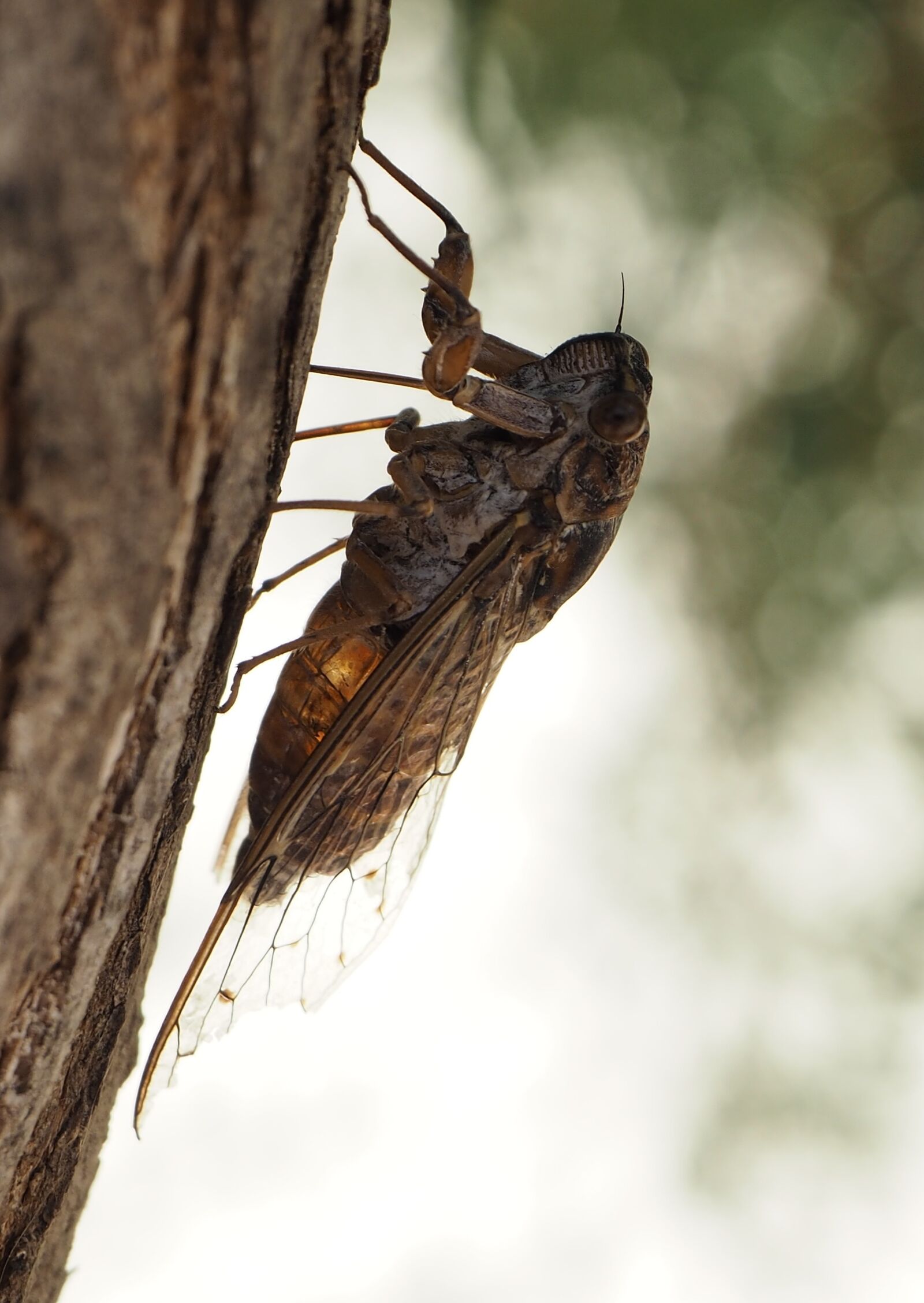 Olympus OM-D E-M10 sample photo. Cicada, insect, close up photography