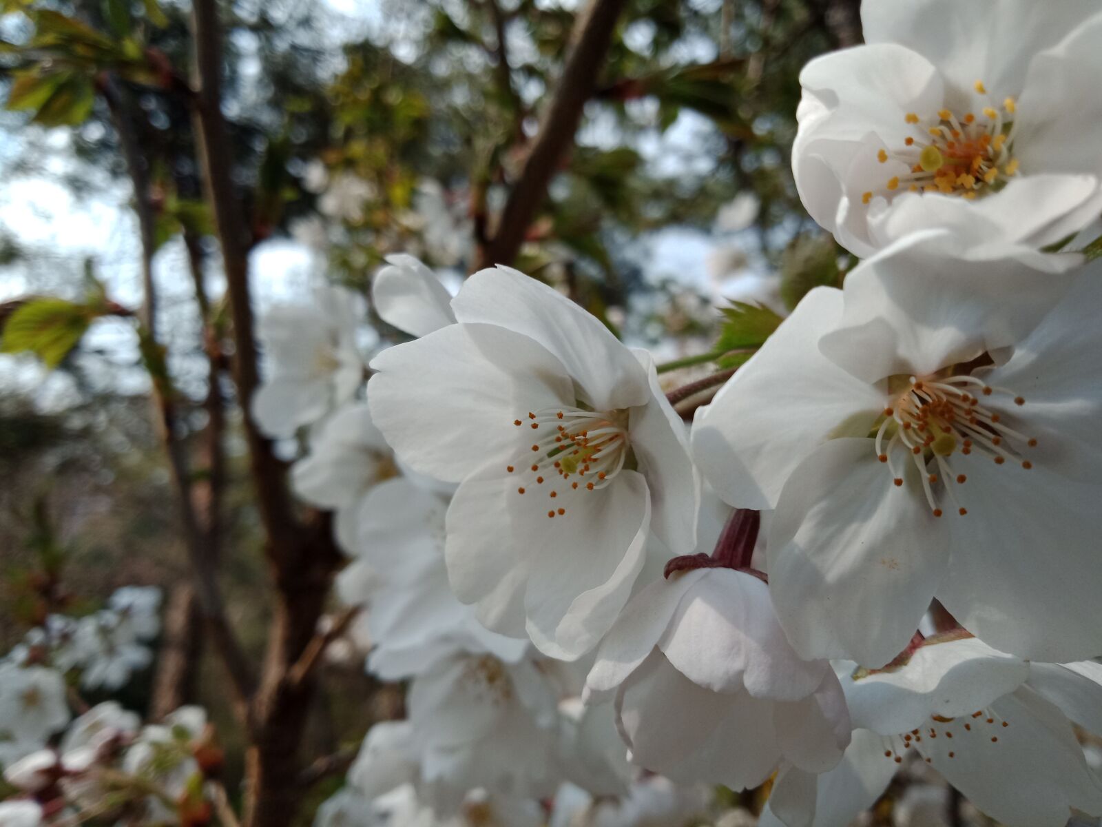 OPPO A83(2018) sample photo. Cherry blossom, flowers, spring photography