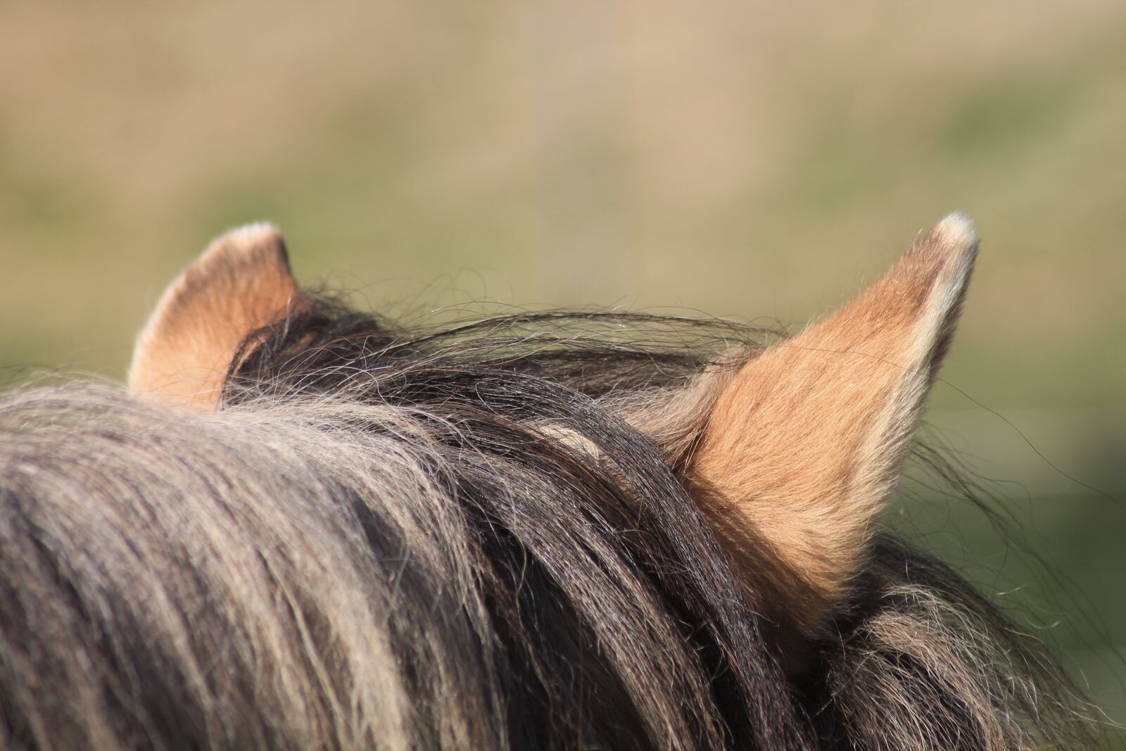 Canon EOS 1100D (EOS Rebel T3 / EOS Kiss X50) sample photo. Horse, ears, horse ears photography