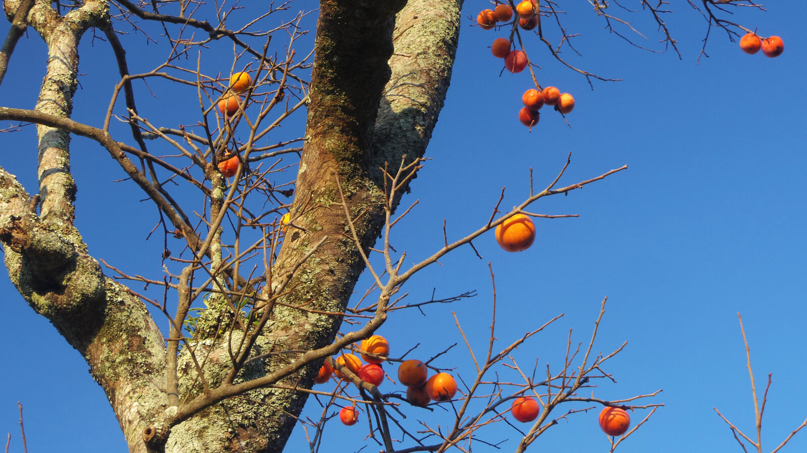 Pentax 02 Standard Zoom sample photo. Fruit photography