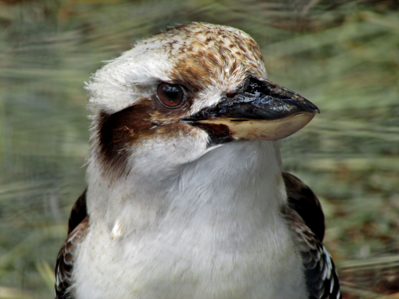 Canon PowerShot SX500 IS sample photo. Kookaburra, bird, australia photography