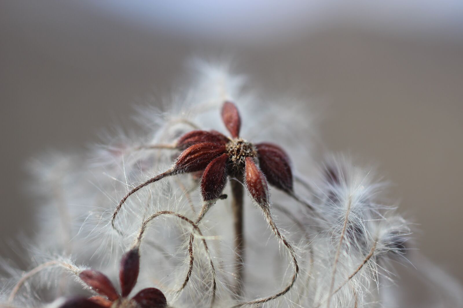 Canon EOS 600D (Rebel EOS T3i / EOS Kiss X5) sample photo. Blossom, bloom, winter photography