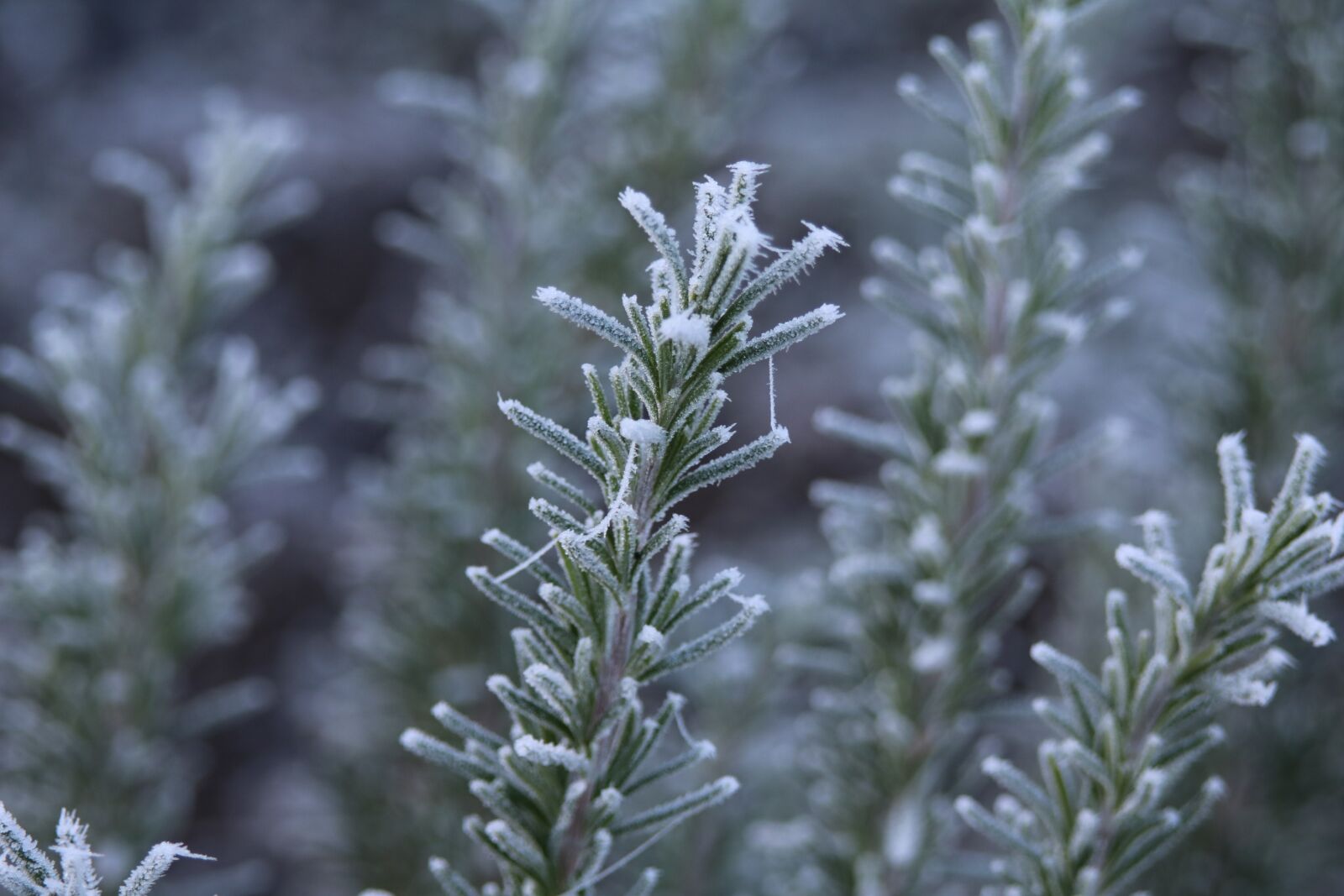 Canon EOS 750D (EOS Rebel T6i / EOS Kiss X8i) sample photo. Rosemary, frost, ripe photography
