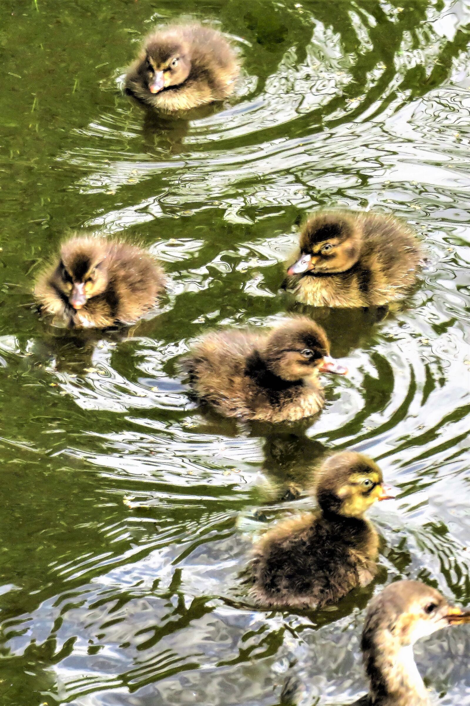 Canon PowerShot SX710 HS sample photo. Animals, ducklings, waterfowl photography