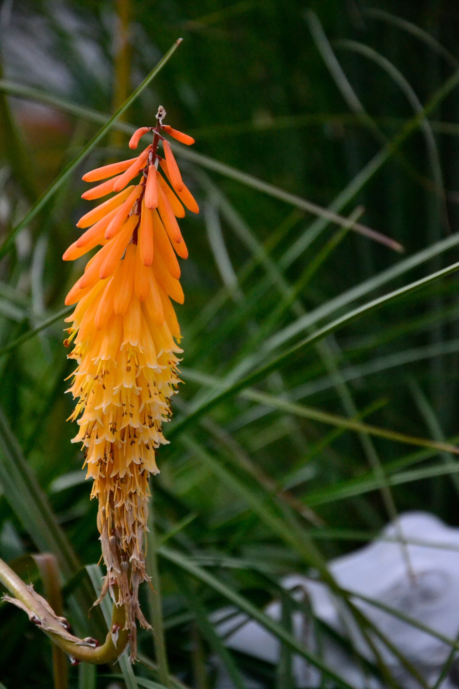 Nikon D3100 sample photo. Aloe, flower, orange photography