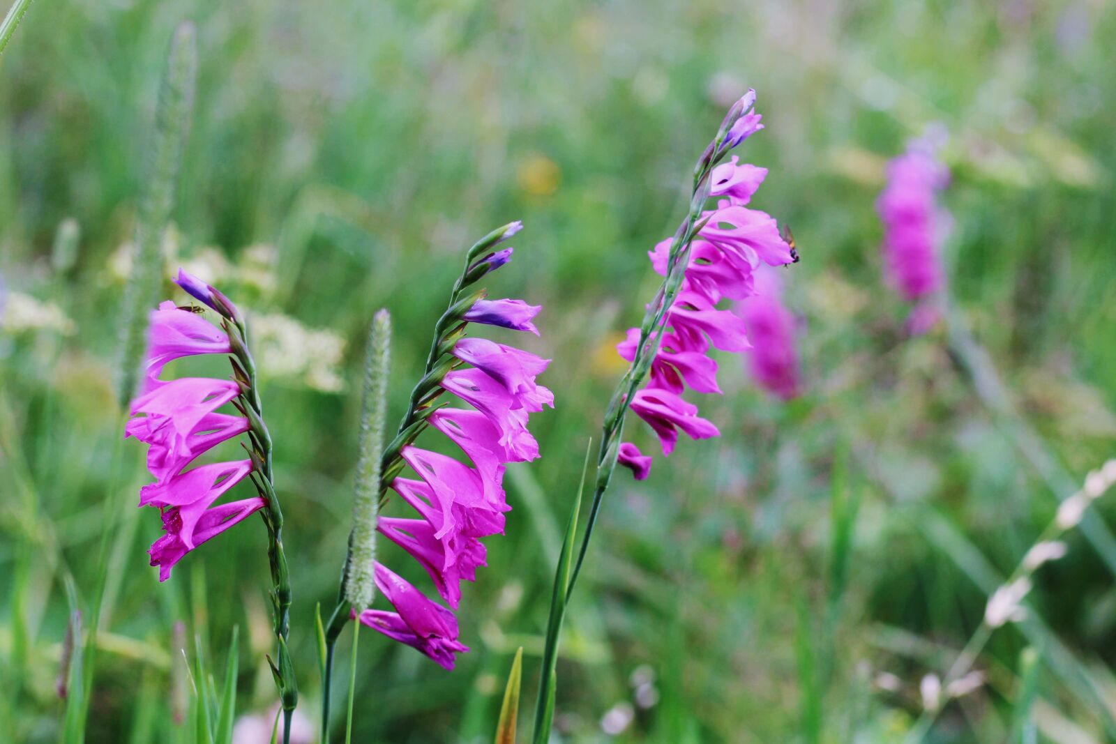Canon EOS 700D (EOS Rebel T5i / EOS Kiss X7i) + Canon EF 50mm F1.8 STM sample photo. Gladiolus dach wkowaty, nature photography
