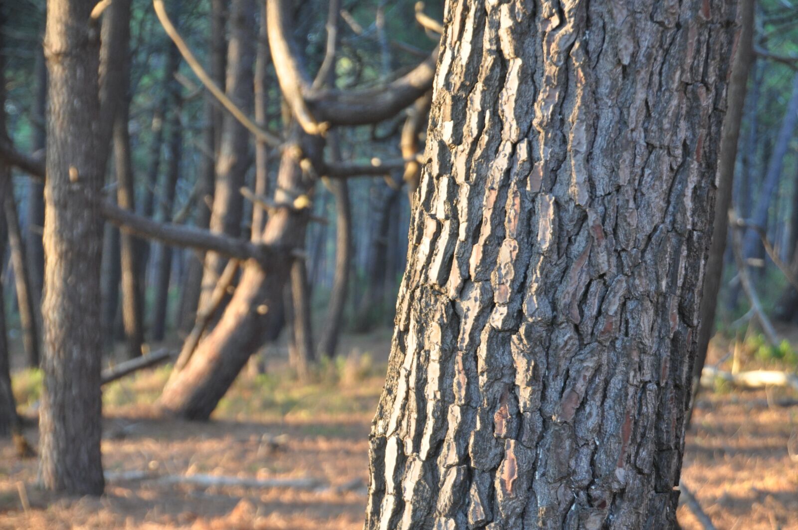 Nikon D90 sample photo. Forest, tree, wood photography