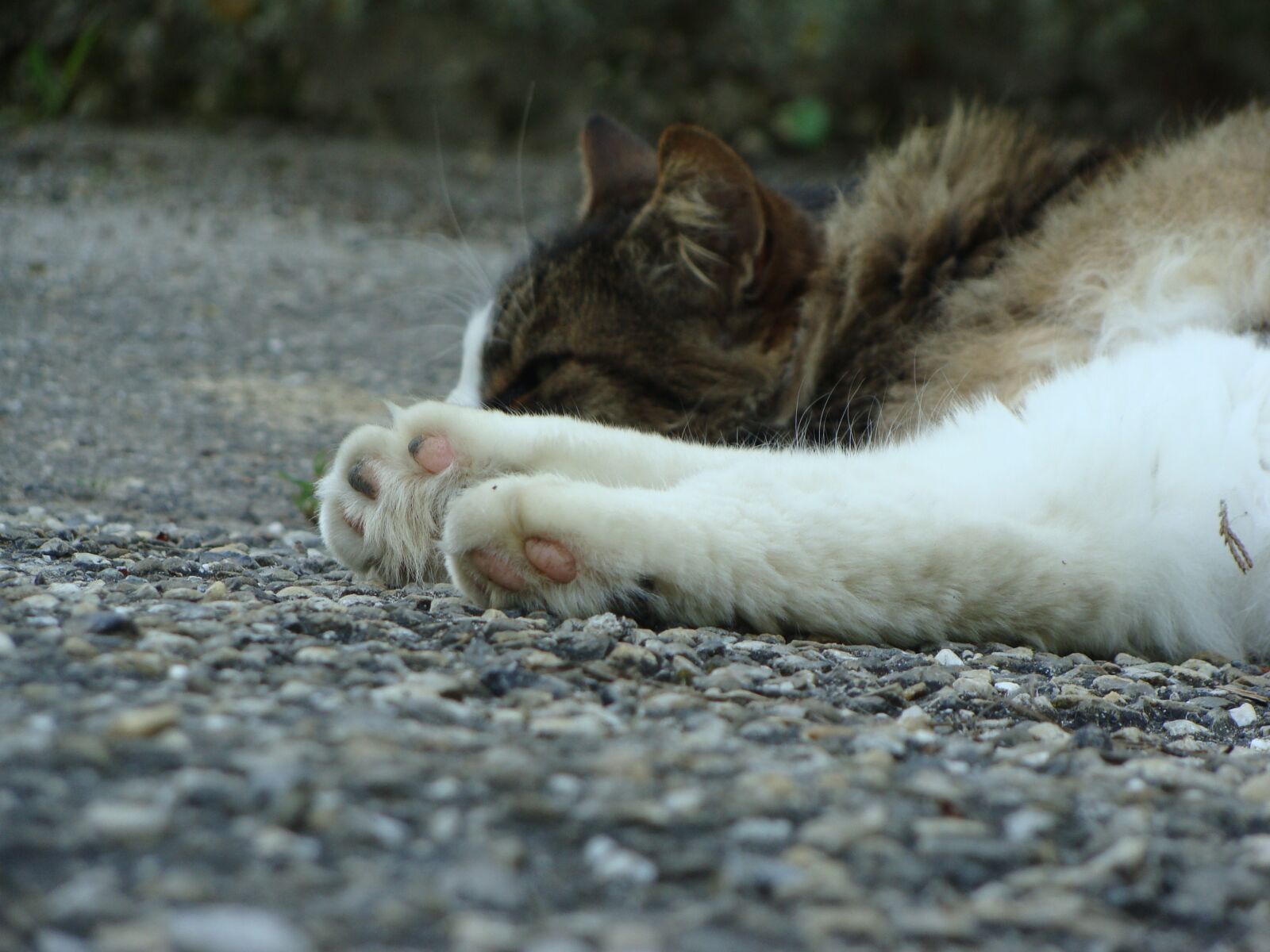 Sony Cyber-shot DSC-H10 sample photo. Cat, cat paws, animal photography