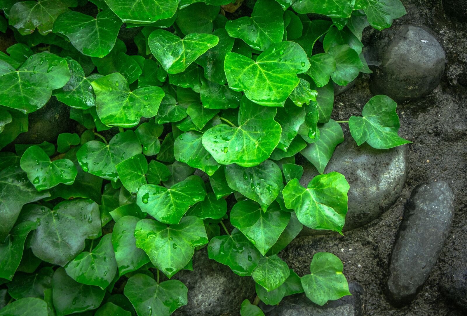Sony Alpha NEX-5 + Sony E 18-55mm F3.5-5.6 OSS sample photo. Ivy, vine, the leaves photography