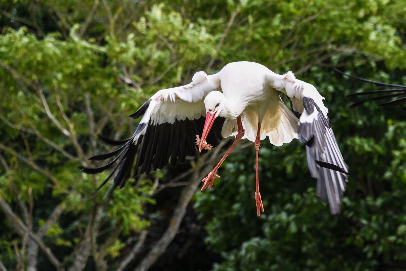 Nikon D500 sample photo. Stork, fly, eat photography