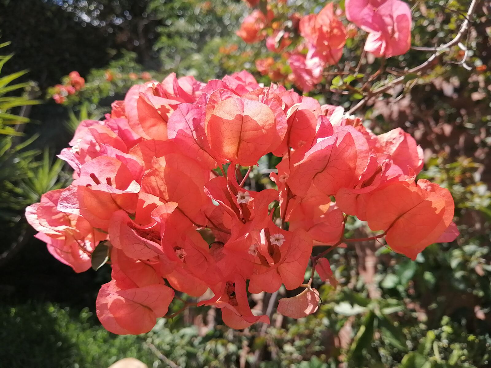 HUAWEI P30 LITE sample photo. Flower, garden, nature photography