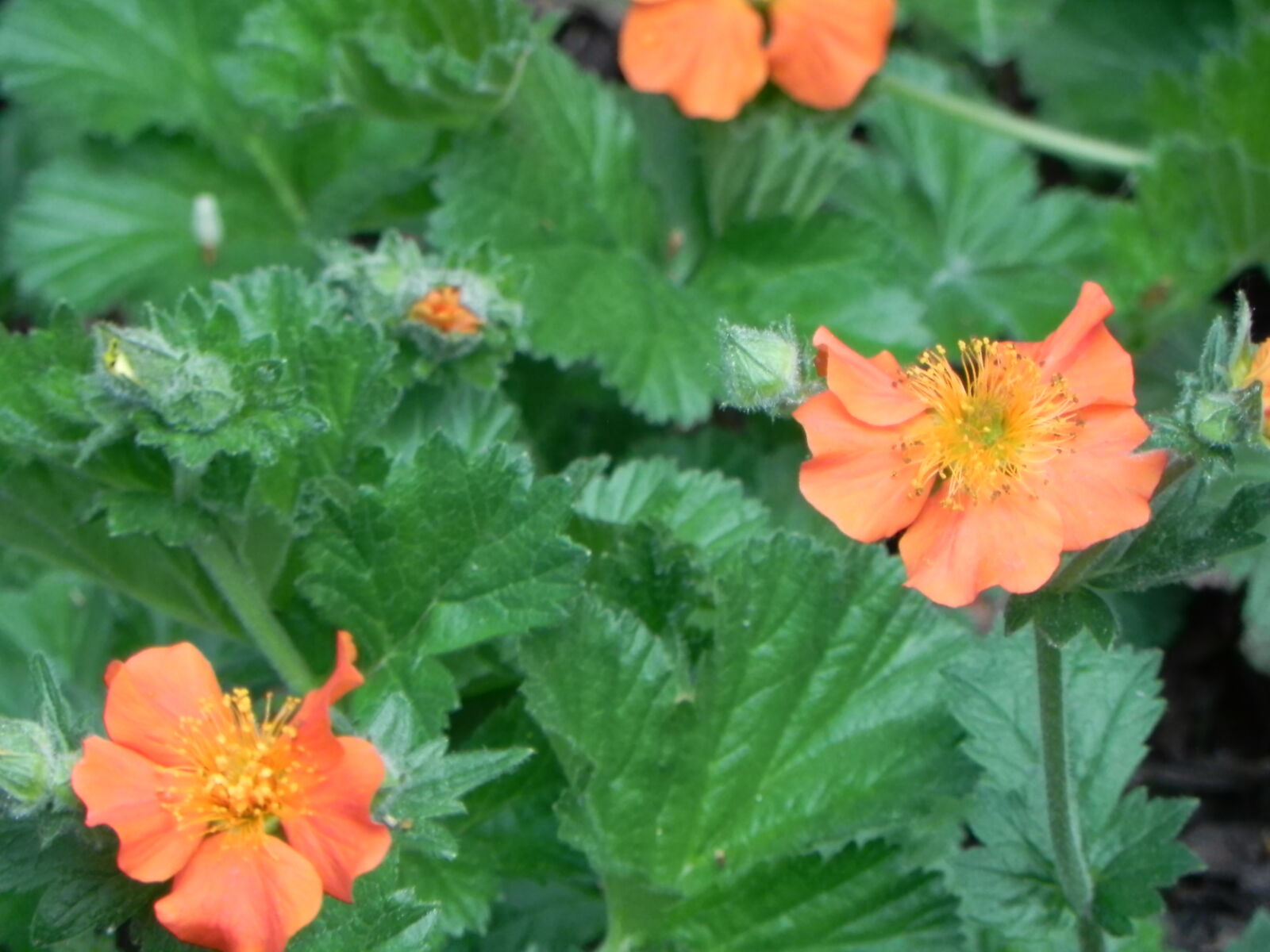 Nikon Coolpix P100 sample photo. Flowers, green, orange, spring photography