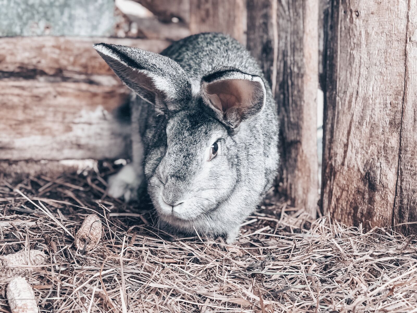 Apple iPhone 8 Plus sample photo. Rabbit, winter, hare photography
