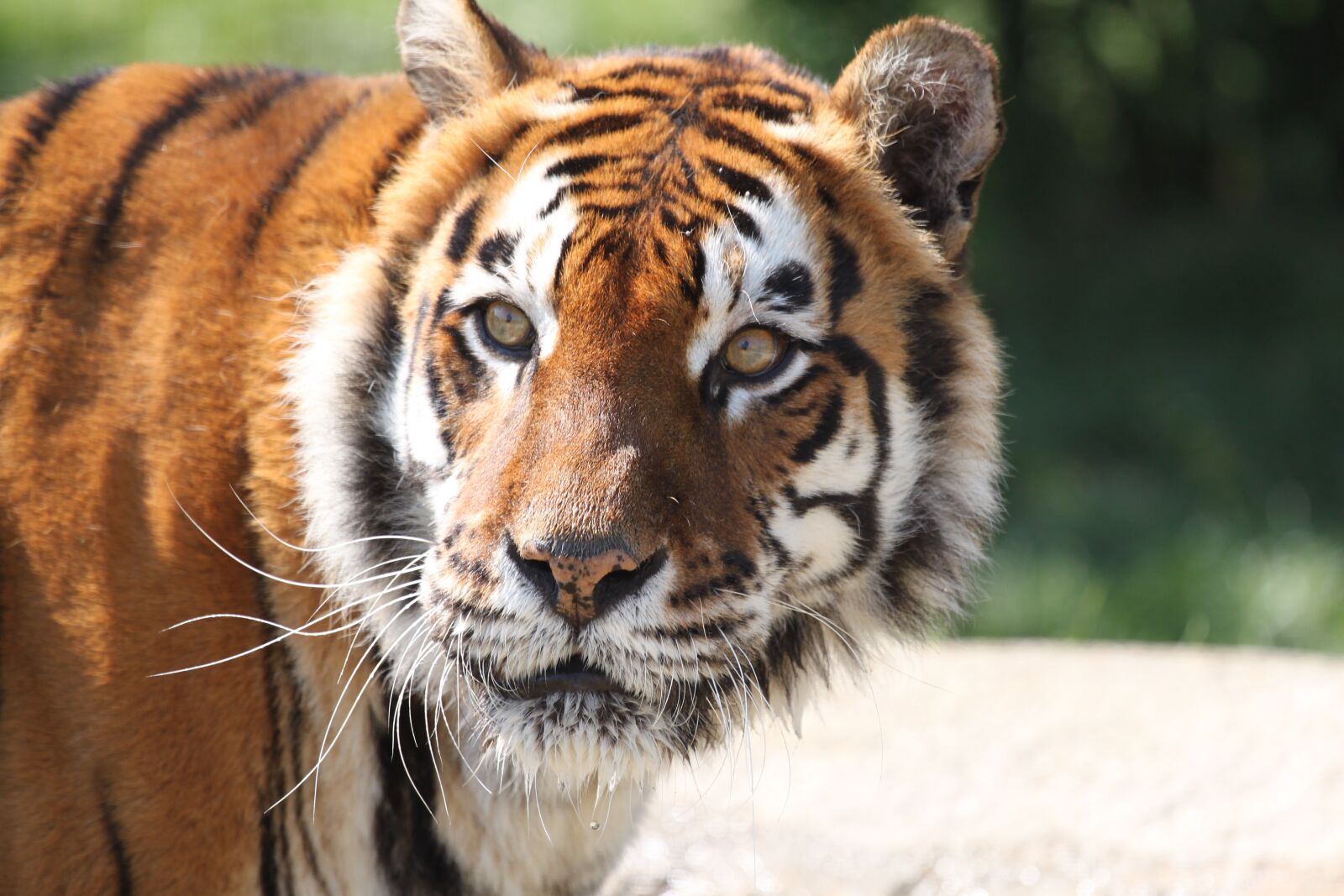Canon EOS 500D (EOS Rebel T1i / EOS Kiss X3) sample photo. Tiger, stripes, cat photography