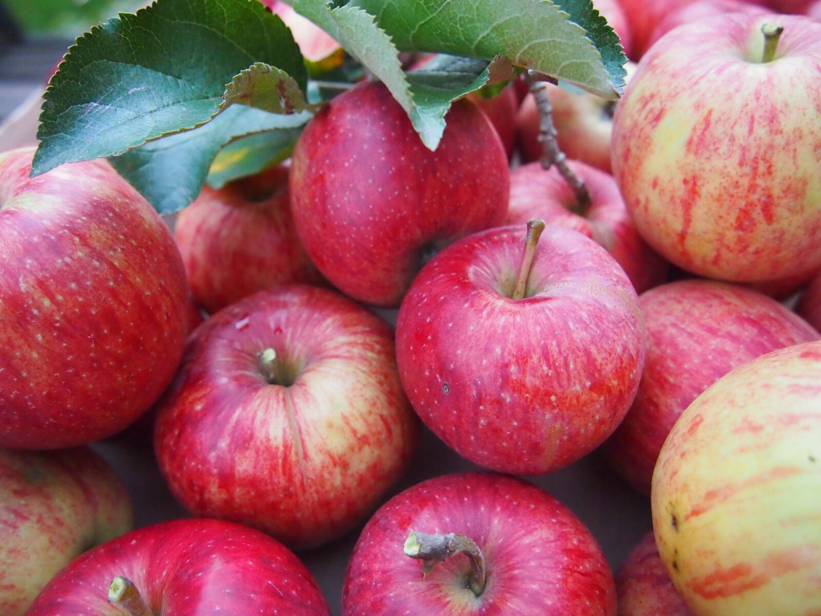 Olympus PEN E-PL3 sample photo. Apple, harvest, ripe apples photography