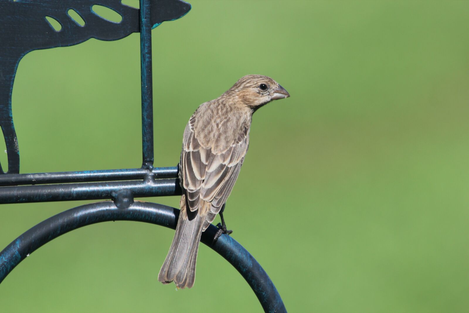 Canon EOS 550D (EOS Rebel T2i / EOS Kiss X4) sample photo. Bird, finch, house finch photography