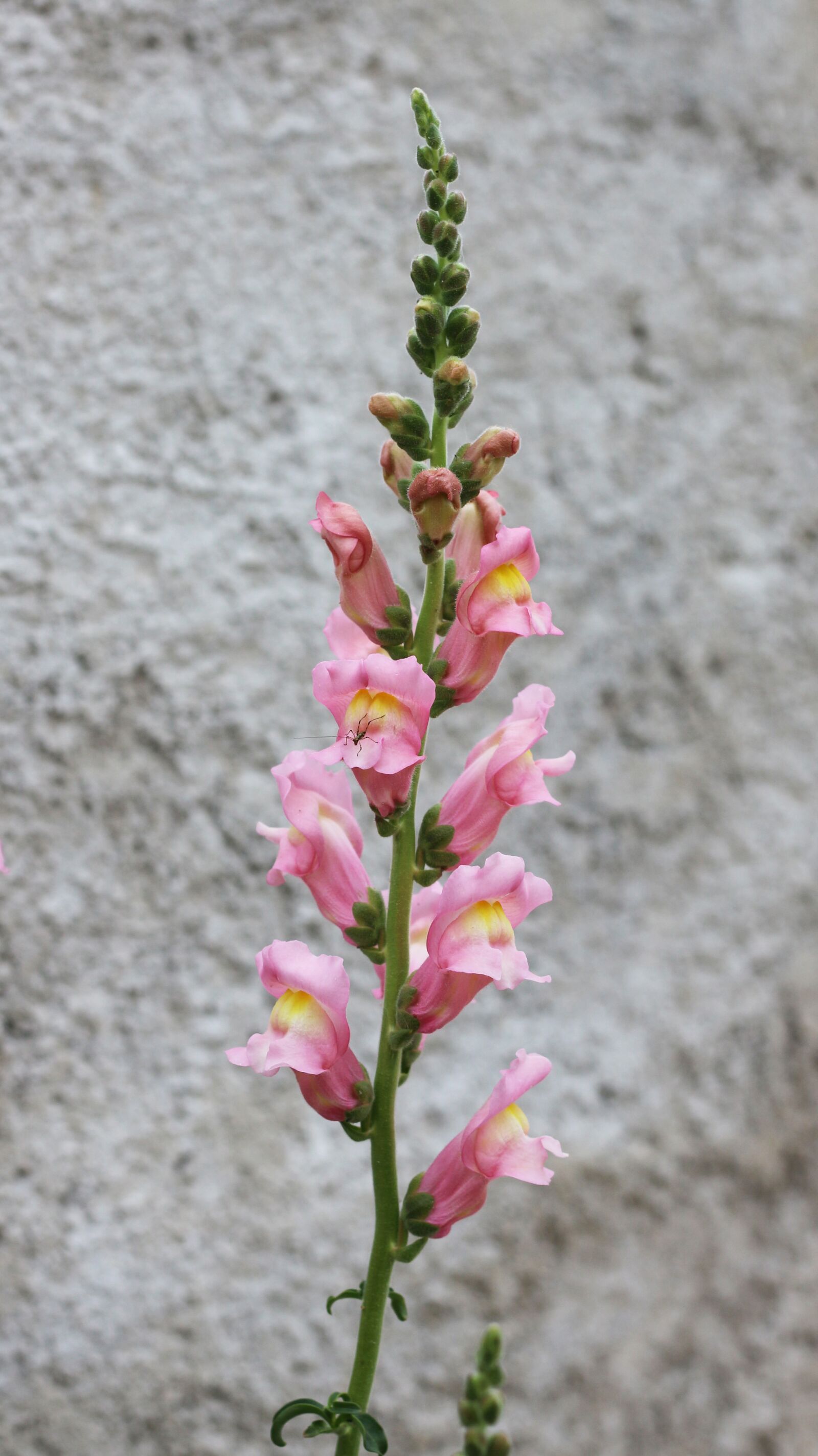 Canon EOS 700D (EOS Rebel T5i / EOS Kiss X7i) sample photo. Snapdragon, flowers, pink flowers photography