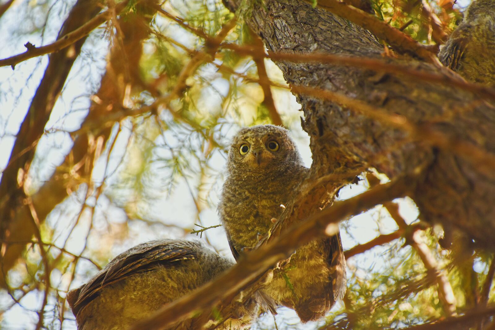 Nikon D7200 sample photo. Owl, oriental scops owl photography