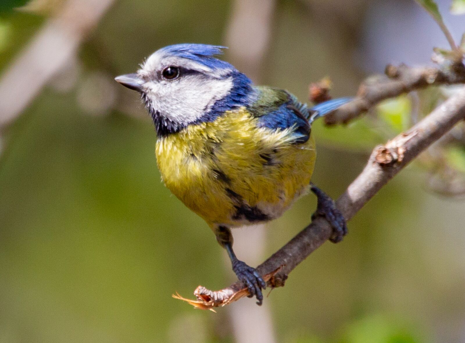 150-600mm F5-6.3 DG OS HSM | Contemporary 015 sample photo. Blue tit, tit, small photography