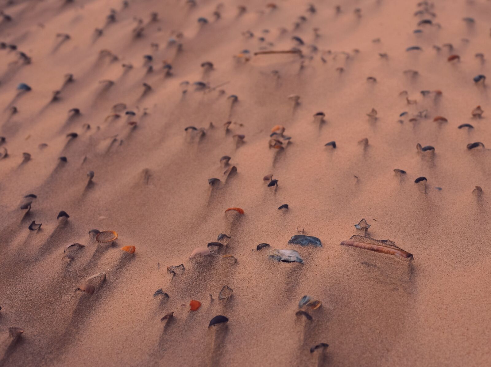 Canon EOS 6D sample photo. Shell, sand, sea photography