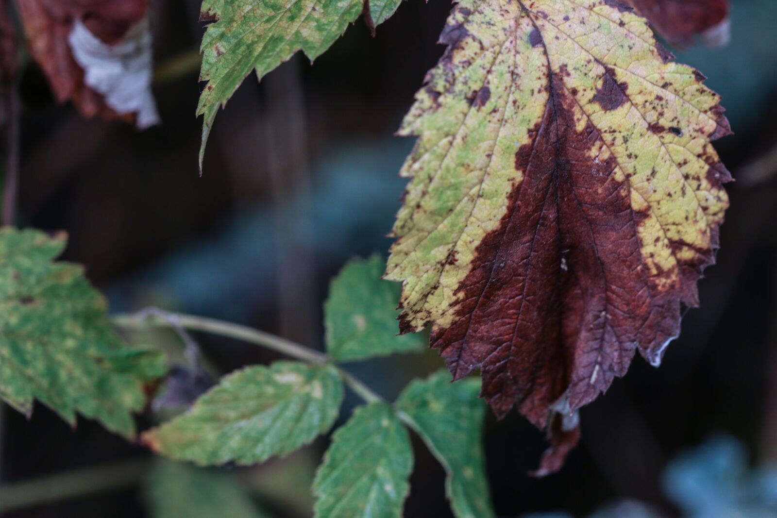 Canon EOS 7D Mark II sample photo. Leaf, autumn, fall photography