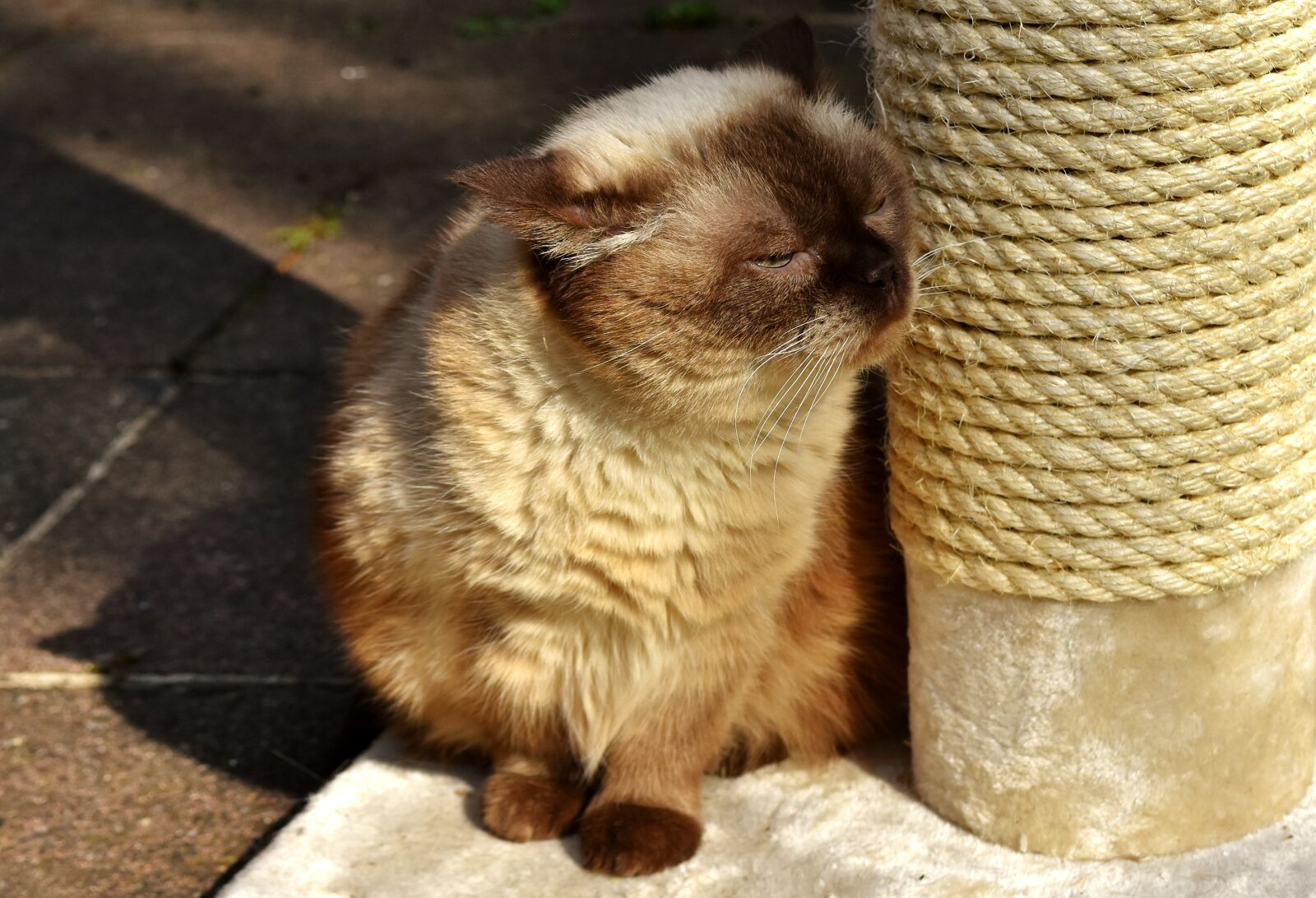 Nikon D7200 sample photo. British shorthair, cat, kratzbaum photography