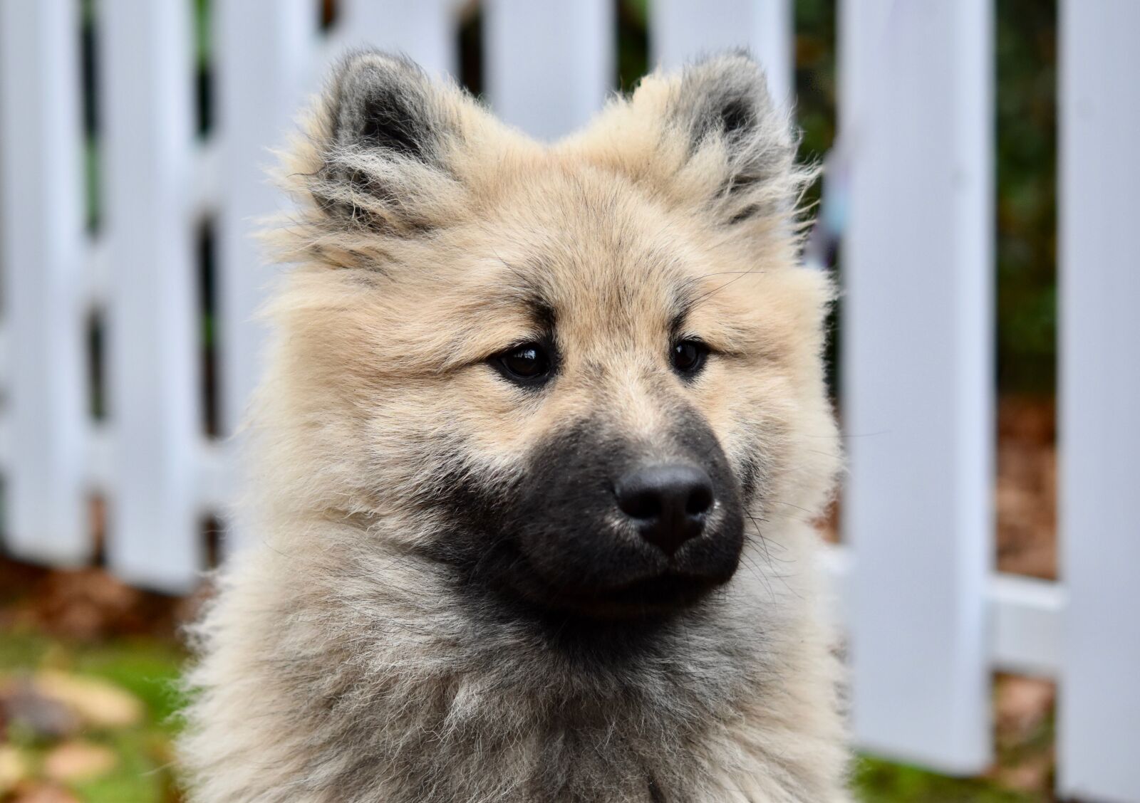 Nikon D5600 sample photo. Dog, pup, puppy photography