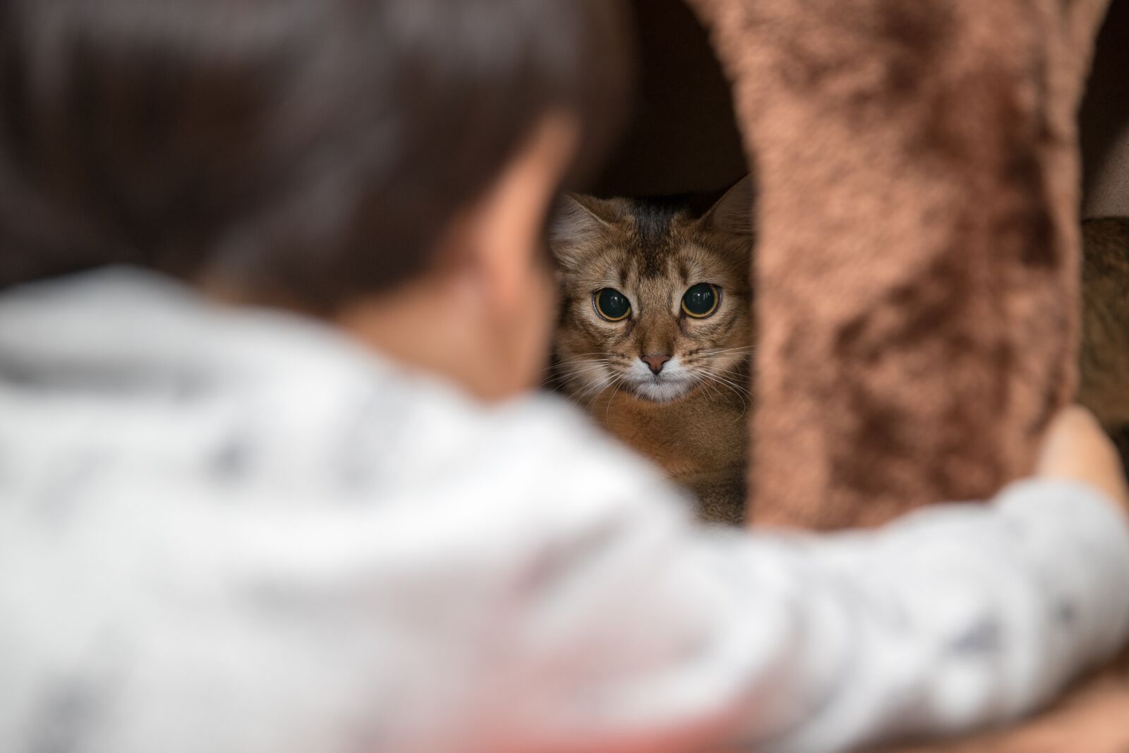 Canon EOS-1D X Mark II sample photo. Animal, baby, bed photography