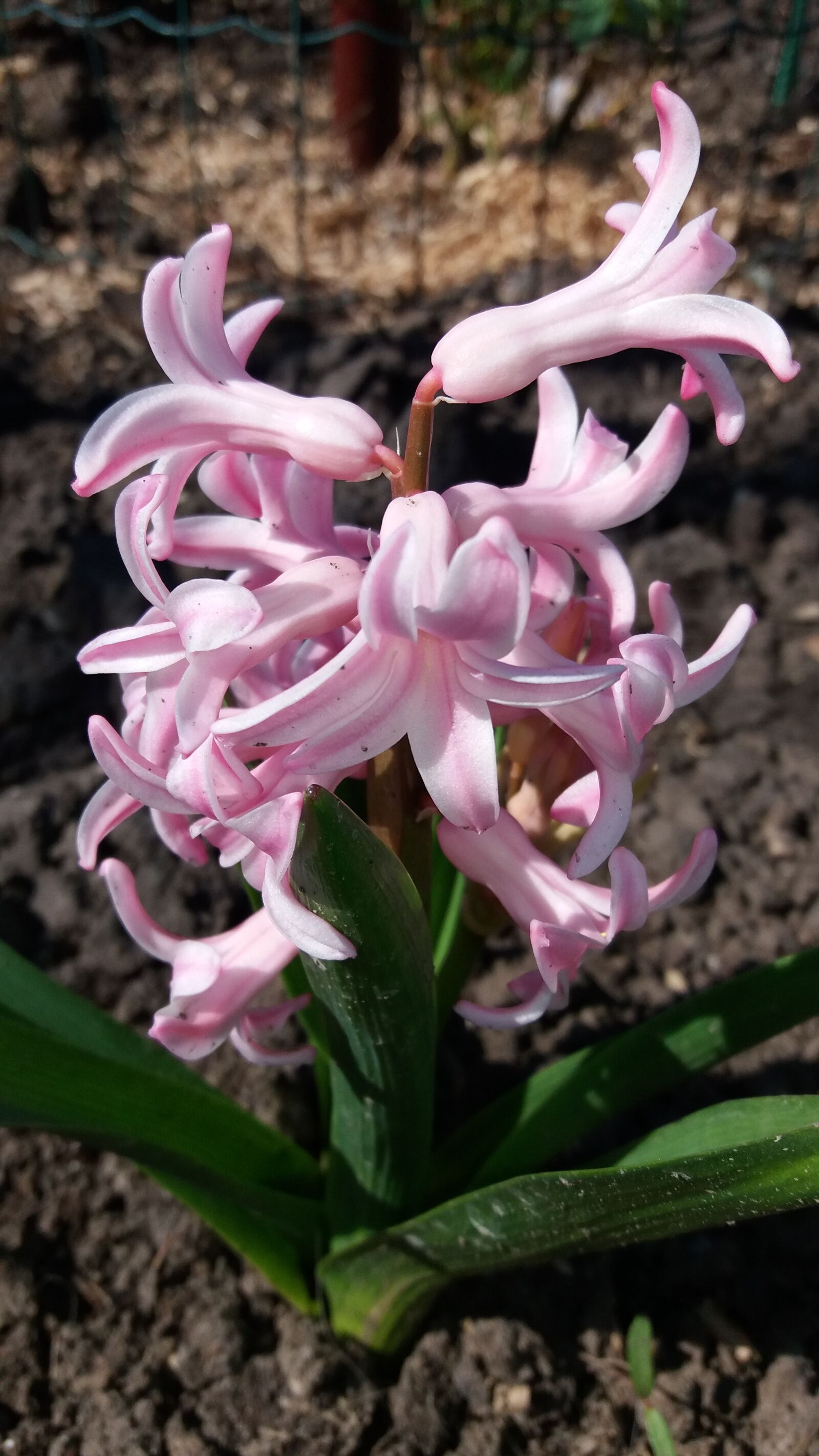 Samsung Galaxy J5 sample photo. Spring, hyacinth, nature photography