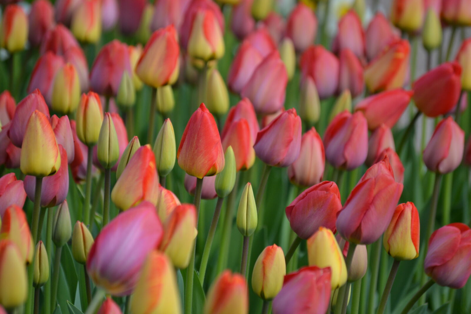 Nikon D3100 sample photo. Bed, of, flowers, spring photography