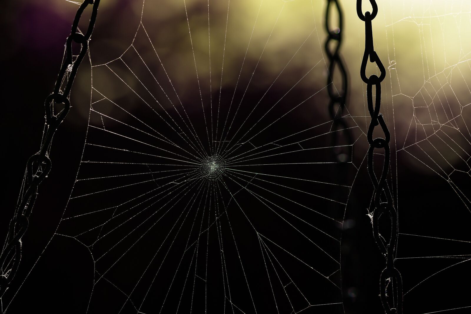 Nikon D7200 sample photo. Cobweb, chains, silk photography