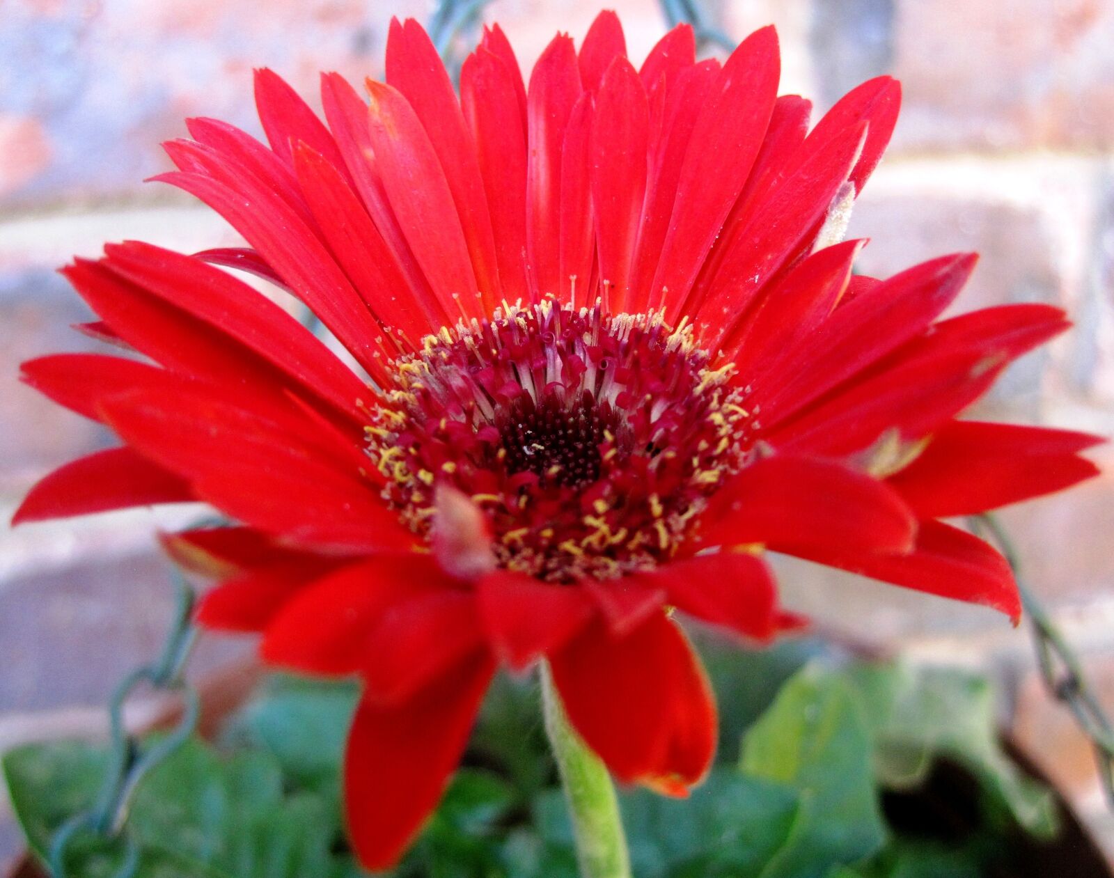 Canon PowerShot SD1200 IS (Digital IXUS 95 IS / IXY Digital 110 IS) sample photo. Flower, daisy, baberton photography