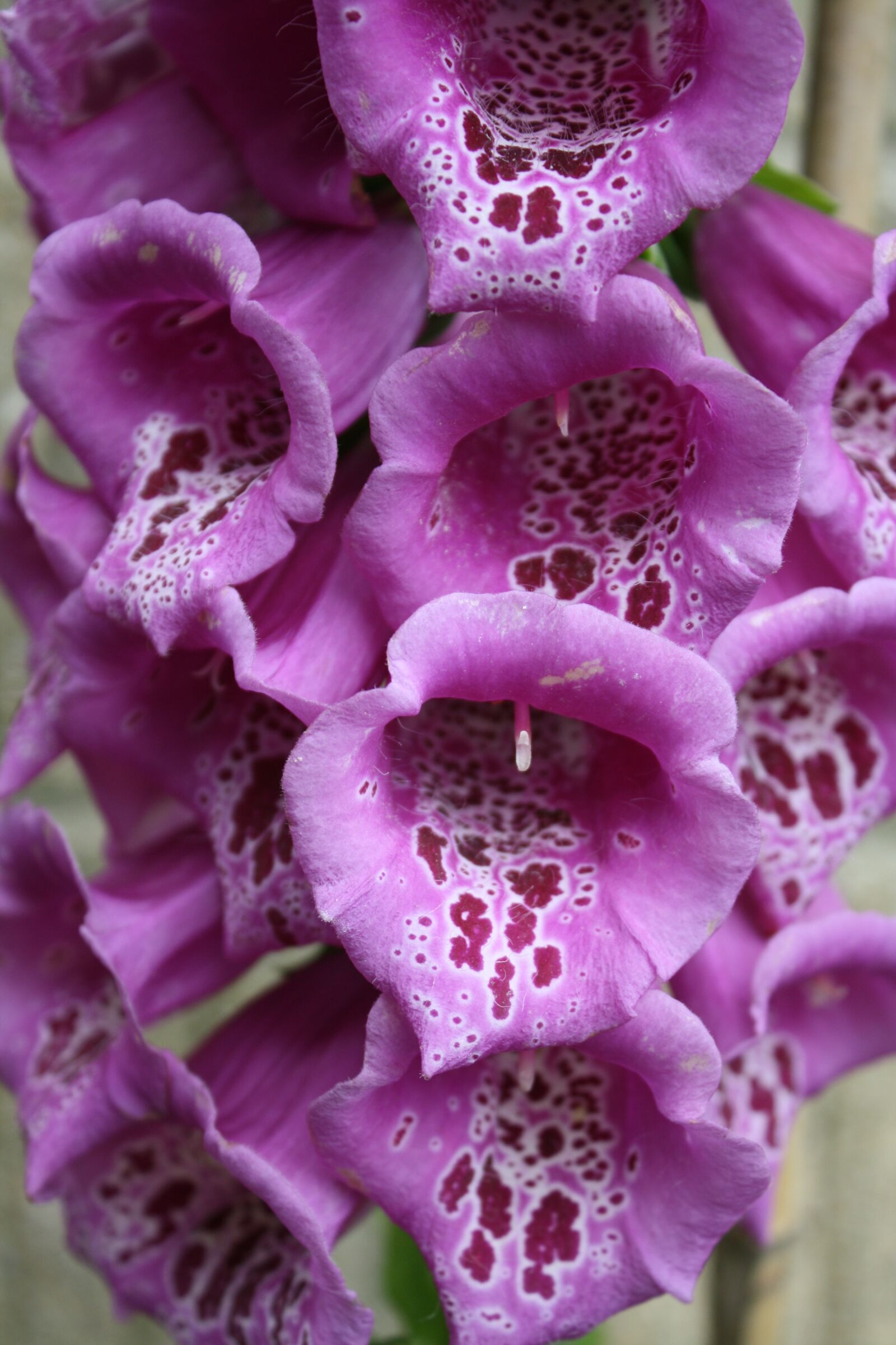 Canon EOS 1000D (EOS Digital Rebel XS / EOS Kiss F) sample photo. Flower, bloom, foxglove photography