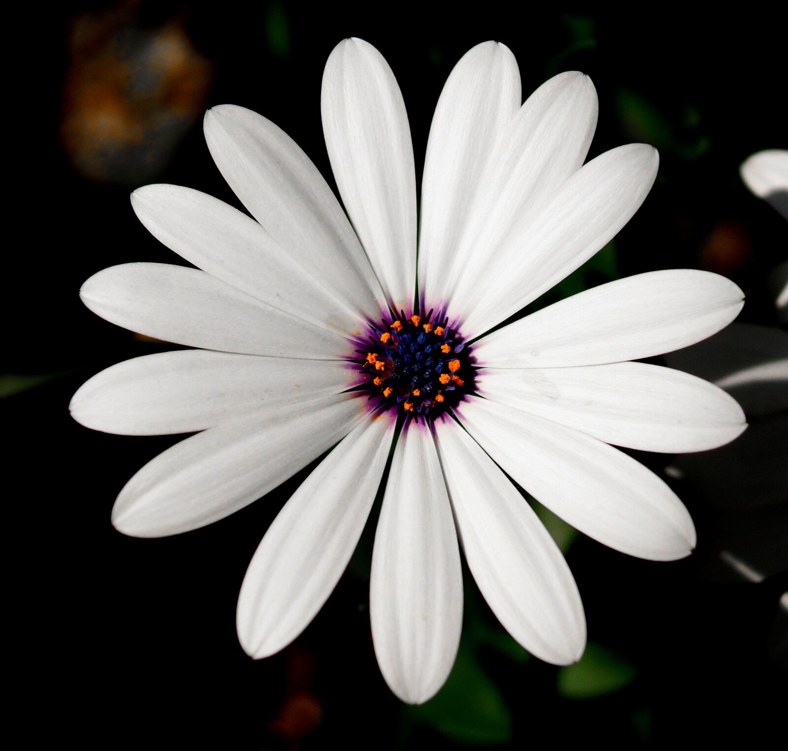 Sony SLT-A77 + Sony Vario-Sonnar T* DT 16-80mm F3.5-4.5 ZA sample photo. Flower, white, white flower photography